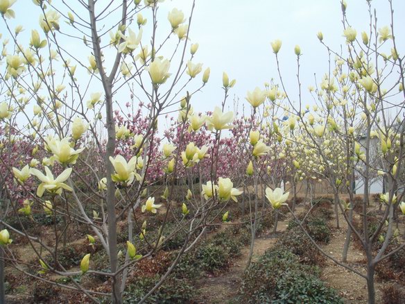 红黄玉兰