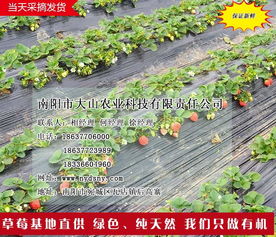 南阳草莓园 大山生态园过年吃草莓 南阳草莓园草莓苗